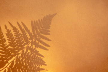 Shadow fern leaf on paper background