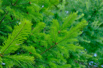 spruce branches with light green shoots