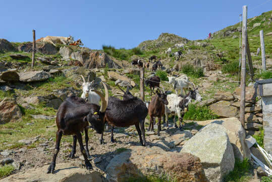 Goats returning to the farm from pastures on Capriasca valley in Switzerland
