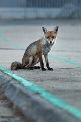 Red fox vixen sitting on a pavement with a grey background.

