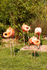 roup of wild pink flamingo near the lak