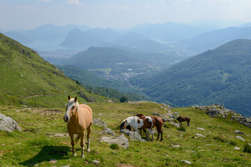 Fototapeta na wymiar Grazing horses at a farm on Capriasca valley over Lugano in Switzerland