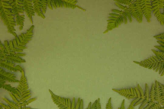 Paper green background with fern leaves. Natural background or banner
