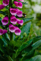 Flower of Digitalis Purpera, Foxglove in garden. Digitalis (digitalis) is a common decorative and medicinal plant, as well as a valuable honey plant.
