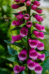 Fototapeta na wymiar Flower of Digitalis Purpera, Foxglove in garden. Digitalis (digitalis) is a common decorative and medicinal plant, as well as a valuable honey plant.