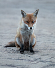 Red fox vixen sitting on a pavement with a grey background.  