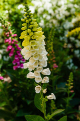 Flower of Digitalis Purpera, Foxglove in garden. Digitalis (digitalis) is a common decorative and medicinal plant, as well as a valuable honey plant.