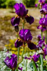 Purple bearded irises in garden