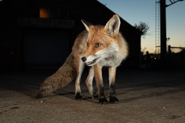 Red fox vixen close up wide angle with industrial estate in the background.  