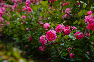 Pink roses bush in the garden. Growing roses in the garden.