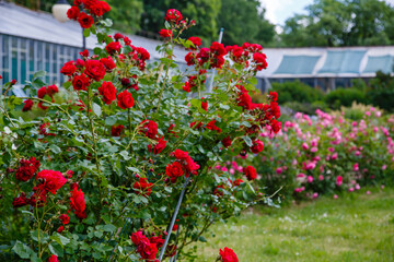 Fototapeta na wymiar Red roses bush in the garden. Growing roses in the garden.