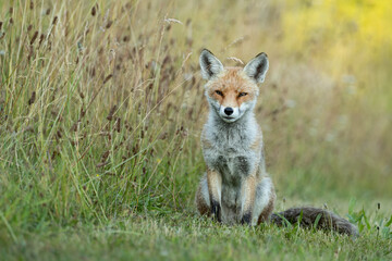 Young female red fox sitting in a field with long grass in the background.  
