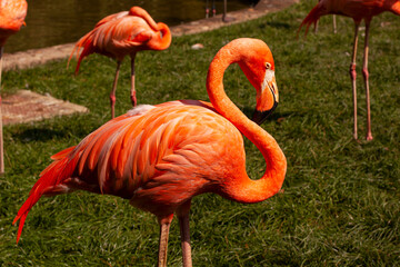 roup of wild pink flamingo near the lak