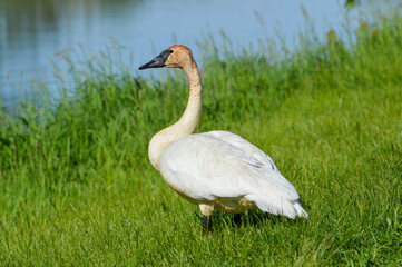 Trumpeter Swan