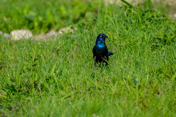 Grackle