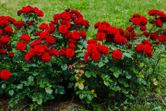 Red roses bush in the garden. Growing roses in the garden.