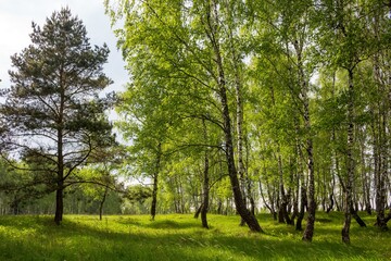 Picturesque green birch grove on a summer day. Rural idyllic landscape