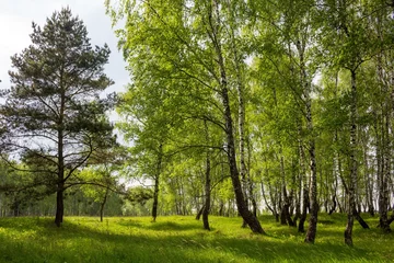 Photo sur Plexiglas Bouleau Pittoresque bosquet de bouleaux verts un jour d& 39 été. Paysage rural idyllique