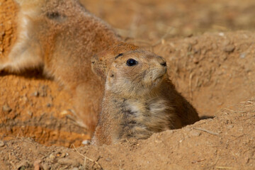prairie dog on the ground