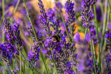 Lavender flower, selective and soft focus on lavender flowers.