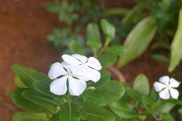 White small beautiful flowers.