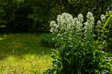 Horseradish blooms in garden. White flowers plants horseradish (Armoracia rusticana)