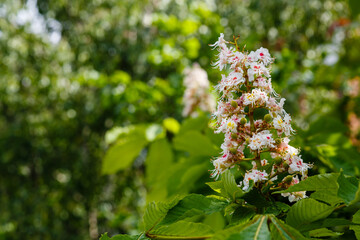 Inflorescences of wild chestnut. Wild chestnuts tree in spring blossom