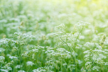 Summer background with delicate white small flowers in the meadow