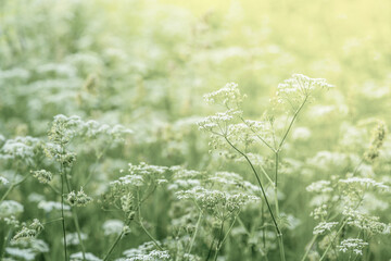 Summer background. Natural background with meadow grass and white flowers. Gentle summer background