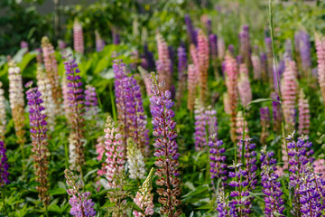 Obraz premium Lupinus, lupin, lupine field with pink purple and blue flowers. Summer flower background