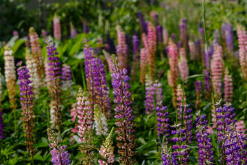 Lupinus, lupin, lupine field with pink purple and blue flowers. Summer flower background