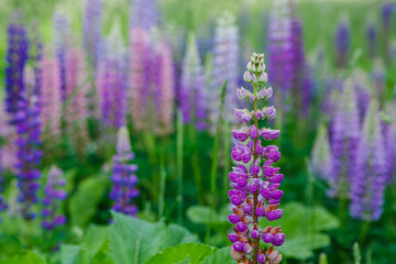 Lupinus, lupin, lupine field with pink purple and blue flowers. Summer flower background