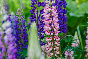 Lupinus, lupin, lupine field with pink purple and blue flowers. Summer flower background