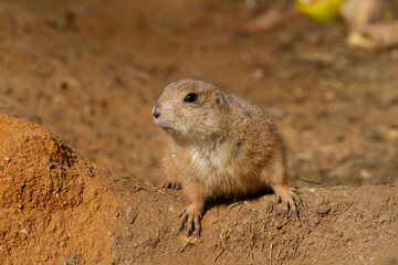 
wild hairy mammal gopher in the desert on the sand during the day
