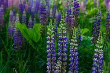 Purple wild flowers of Prunella vulgaris (Utsubogusa)