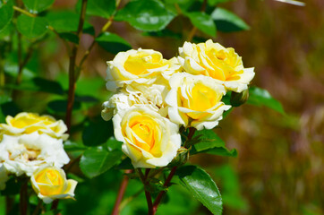 Yellow roses bunch in the garden,photo