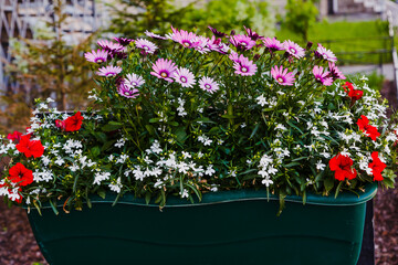 Beautiful flowering bush of Osteospermum (daisybushes or African daisies, South African daisy and Cape daisy). Purple daisy for gardening and landscaping.