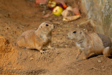 
wild hairy mammal gopher in the desert on the sand during the day