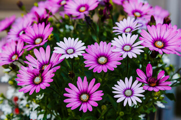 Beautiful flowering bush of Osteospermum (daisybushes or African daisies, South African daisy and Cape daisy). Purple daisy for gardening and landscaping.