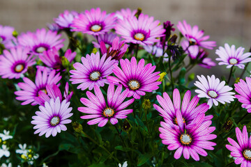 Obraz na płótnie Canvas Beautiful flowering bush of Osteospermum (daisybushes or African daisies, South African daisy and Cape daisy). Purple daisy for gardening and landscaping.
