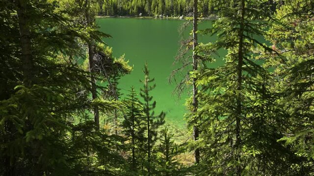 A beautiful mountain lake with crystal clear green colored water ripples with small waves.  The image is framed by green spruce and pine trees that are moving very slowly in the wind.
