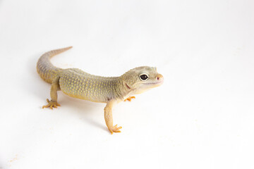 Eublepharis macularius - a juvenile albino Leopard gecko, isolated on a white background. The young, friendly looking reptile seems to be smiling a bit.