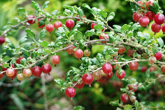 ripe fruit of red gooseberry on the bush on the background of green leaves