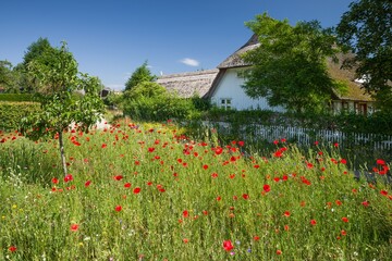 Monet typisches Mohnfeld in Born am Darß