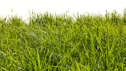Green grass isolated against white as a background texture