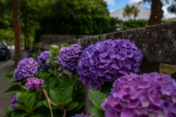 Beautiful purple hydrangeas on the road. S&atilde;o Miguel Island, Azores, Portugal