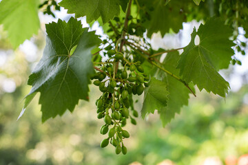 Fototapeta na wymiar grape leaves in sunlight