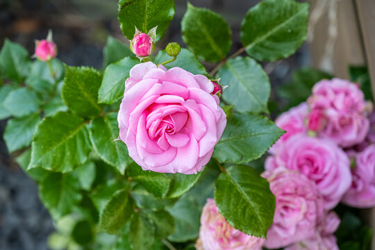Close-up picture of a pink rose. Green leaves. Green background. Garden photo