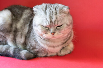Christmas cat on a red background. Scotish fold is beautiful with an important business look....
