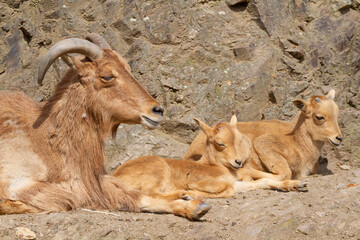 a group of goats at rock
